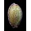 chinensis violacea 36,8mm