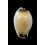 gangranosa rentsii 22,8mm