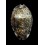 histrio 69,7mm