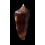 neptunus colorvariegatus 61,6mm