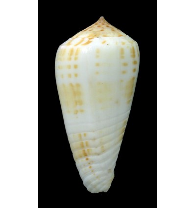 inscriptus maculospira 61,1mm