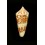 ammiralis temnes 68,4mm