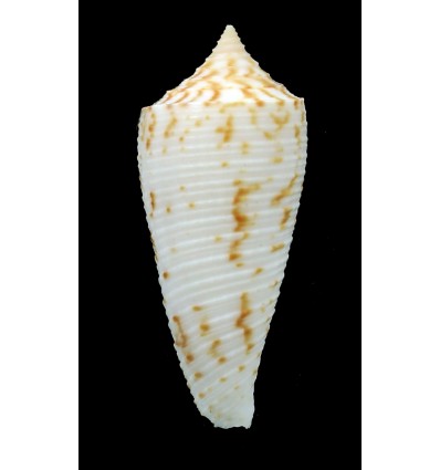 sogodensis 38,3mm RARE