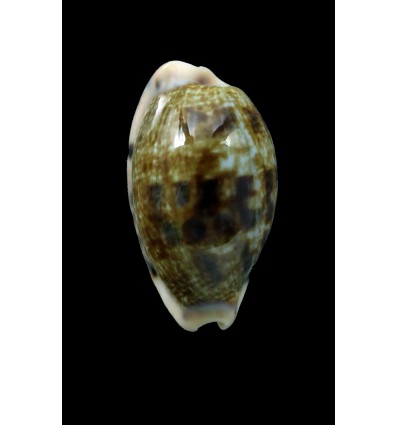 pellucens natalensis 25,6mm