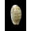 teres janae 20,3mm RARE