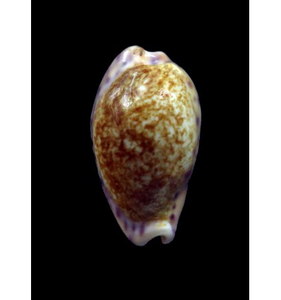 chinensis variolaria tortirostris 21,1mm