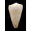 crosseanus suffusus 53,4mm