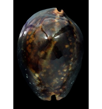 mauritiana 62,8mm