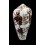 pennaceus marmoricolor 45,8mm