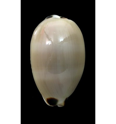 pulchra sinaiensis 53,8mm