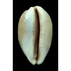 pulchra sinaiensis 53,8mm