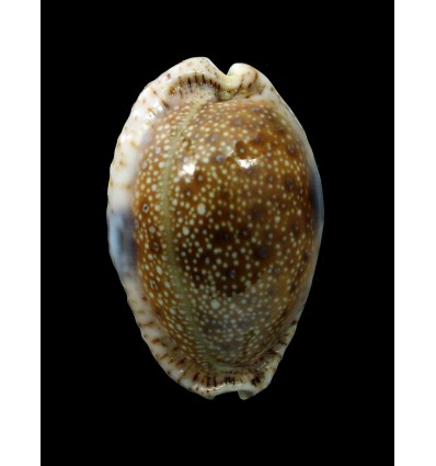 erosa similis 42,0mm