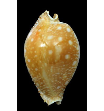 guttata 69,1mm BIG