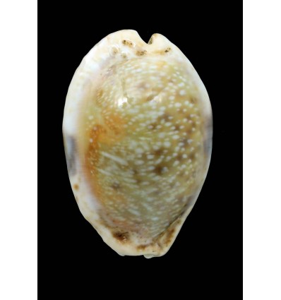 erosa similis 46,2mm