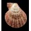 fulvicostatum 43,2mm