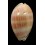 leviathan 76,1mm