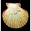 opercularis 62,1mm