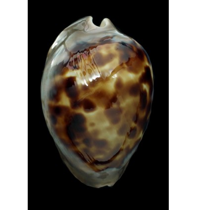 venusta episema 72,3mm