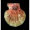 farreri 85,0mm
