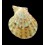 fulvicostatum 28,2mm BIG