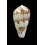 mozambicus lautus 27,0mm