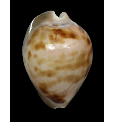 venusta roseopunctata 63,4mm