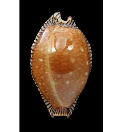 guttata surinensis 53,0mm SUPERB