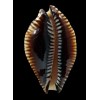 guttata surinensis 53,0mm SUPERB