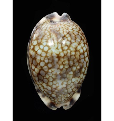 histrio westralis 65,8mm