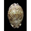 histrio westralis 65,8mm