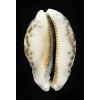 histrio westralis 65,8mm