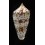 iodostoma 42,0mm SUPERB