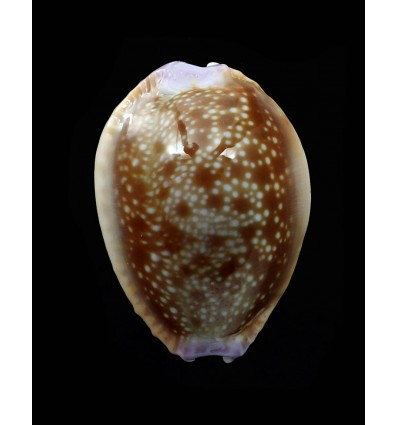 helvola hawaiensis 25,0mm
