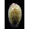 chinensis violacea 43,4mm SUPERB