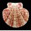 striatula 64,0mm LARGE