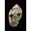 amouretta crassa 40,0mm