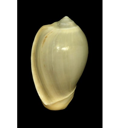 ventricosa