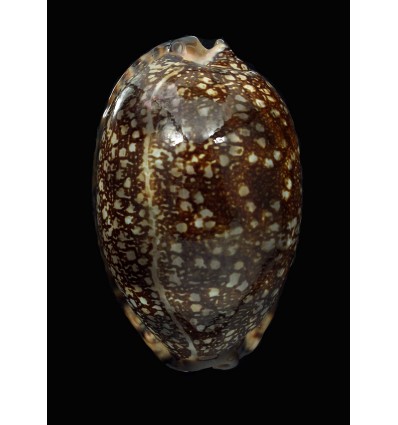 arabica immanis 86,0mm DARK