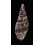 solangeae 64,0mm DARK