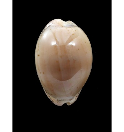 cinerea 35,0mm