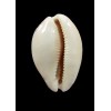 cinerea 35,0mm