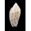 canaliculata harfordi 37,8mm
