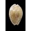 ocellata 31,3mm SPECIAL