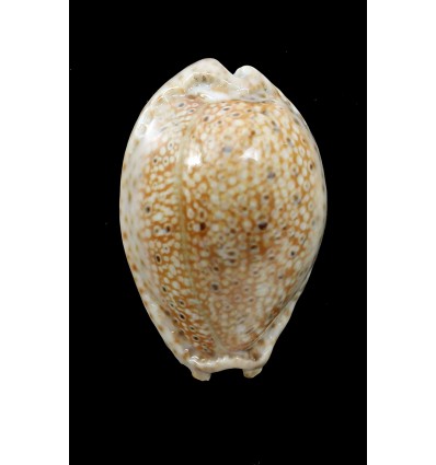 ocellata 31,3mm SPECIAL