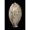 lynx vanelli 70,2mm