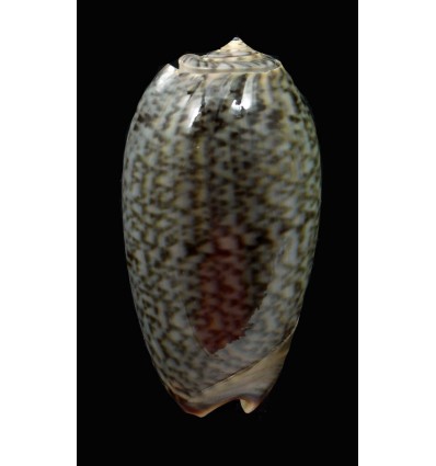 reticulata azona 47,5mm