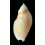glabrata 75,1mm