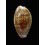 annettae 39,1mm