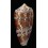 archiepiscopus pyramidalis 108,1mm