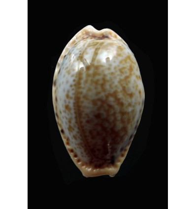 spurca verdensium 27,4mm